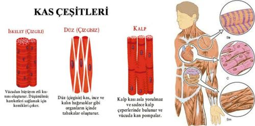 Ad: kaslar4.jpg
Gösterim: 17521
Boyut: 26.6 KB