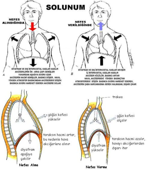 Ad:  nefes4.jpg
Gsterim: 13584
Boyut:  54.6 KB