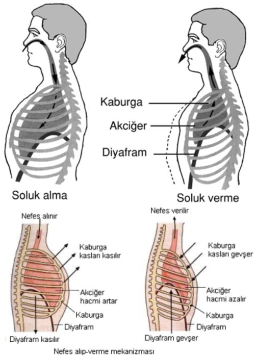 Ad:  nefes5.jpg
Gsterim: 14110
Boyut:  50.3 KB