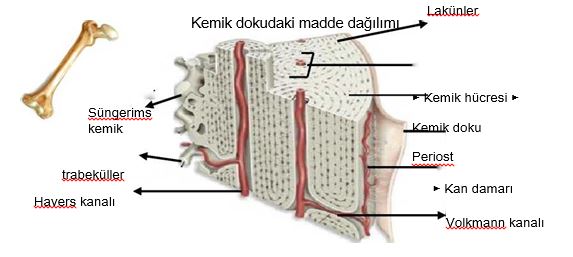Ad:  kem3.JPG
Gsterim: 11848
Boyut:  31.9 KB