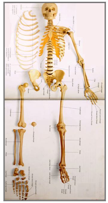 Ad:  kem9.JPG
Gsterim: 9388
Boyut:  43.8 KB