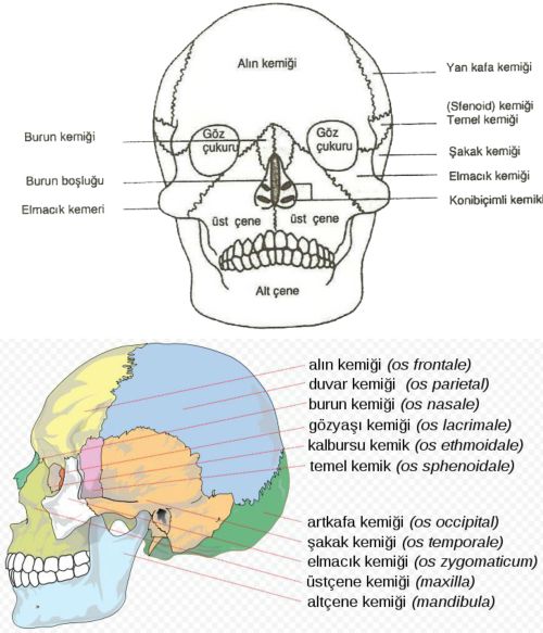 Ad:  kranium.jpg
Gsterim: 17816
Boyut:  54.7 KB