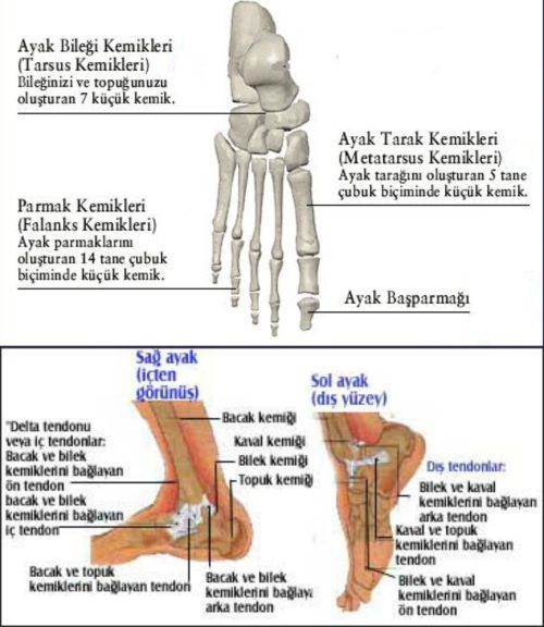 Ad:  ayak.k.jpg
Gsterim: 14565
Boyut:  49.2 KB