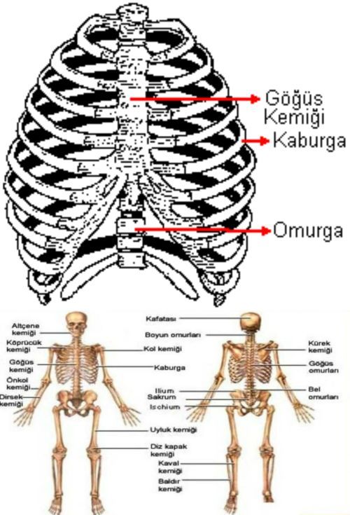 Ad:  gvde (2).jpg
Gsterim: 14827
Boyut:  68.1 KB