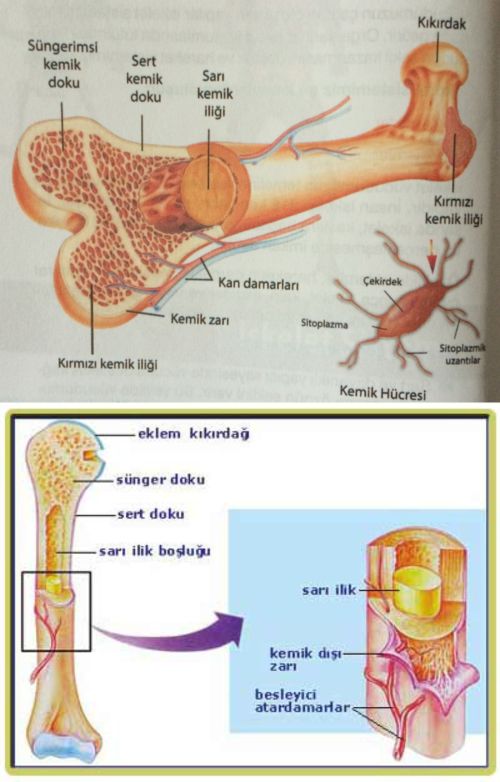 48213d1461794025 kemik nedir kemigin yapisi ve gorevleri kemic