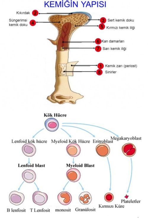 Ad:  kkkan.jpg
Gsterim: 12887
Boyut:  41.1 KB