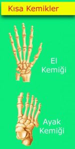 Ad:  ksak.JPG
Gsterim: 9985
Boyut:  14.5 KB