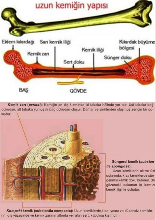 Ad:  kemik k.jpg
Gsterim: 13392
Boyut:  58.3 KB