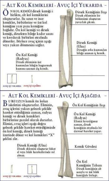 Ad:  omuz b.jpg
Gsterim: 9532
Boyut:  45.9 KB