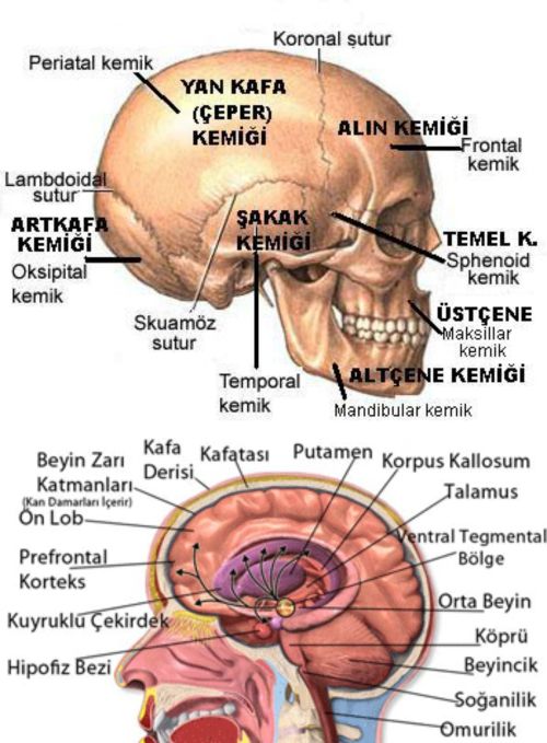 Ad:  kafas.jpg
Gsterim: 34768
Boyut:  65.6 KB