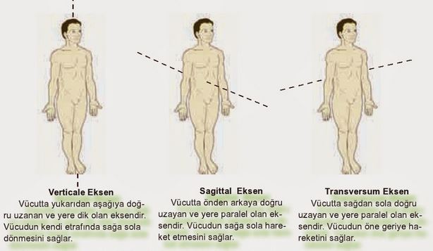 Al�nt�daki Ek 48241