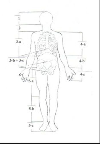 Anatomi Nedir Canlilarin Vucut Yapisi Inceleme Bilimi