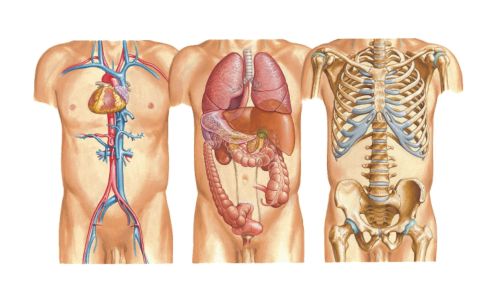 Ad:  anatomi2.jpg
Gsterim: 6943
Boyut:  29.7 KB