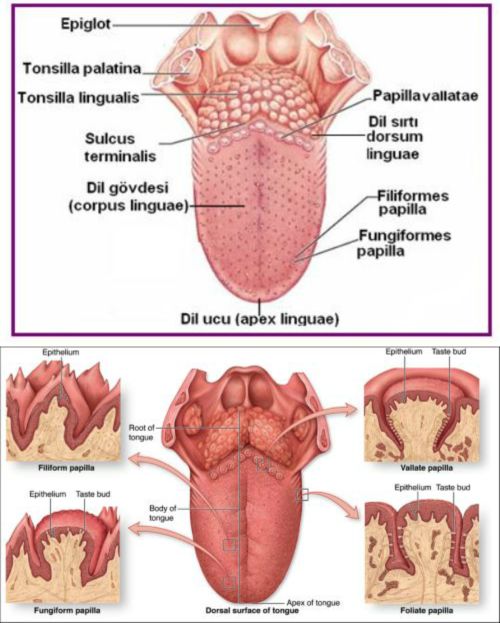 Ad:  dil papilla.jpg
Gsterim: 30587
Boyut:  54.8 KB