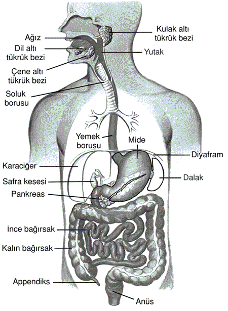 48277d1461945938 sindirim sistemi nedir sindirim sisteminin yapisi ve gorevleri ss3