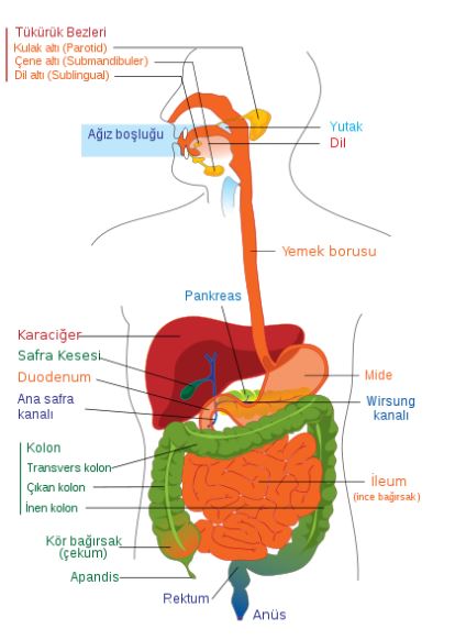 Ad:  sindirim.JPG
Gsterim: 5890
Boyut:  37.9 KB