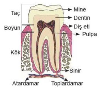 diş macunu kimyasal yapısı
