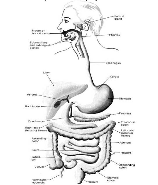 Ad: sind.sist.JPG
Gösterim: 6065
Boyut: 47.1 KB