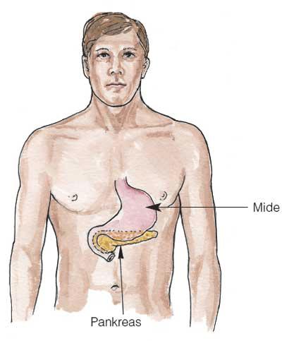 Ad:  pankreas1.Jpeg
Gsterim: 6825
Boyut:  21.3 KB