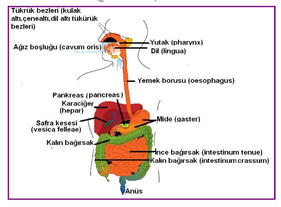 Ad:  sind.kanal.JPG
Gsterim: 2180
Boyut:  46.0 KB