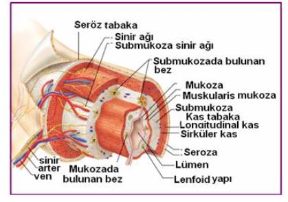 Ad:  sin.kanal1.JPG
Gsterim: 2256
Boyut:  33.8 KB