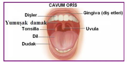 48334d1462022119 agiz agzin yapisi ve gorevleri agiz - Diş Nedir - Dişin Yapısı ve Görevleri 48334d1462022119 agiz agzin yapisi ve gorevleri agiz