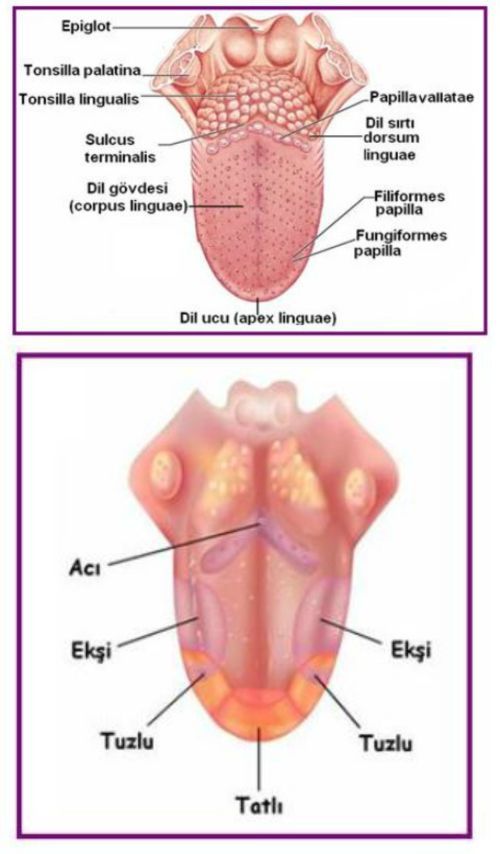 Ad:  dilyaps.jpg
Gsterim: 24594
Boyut:  47.3 KB