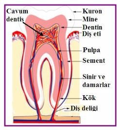Ad: diş1.JPG
Gösterim: 9096
Boyut: 24.4 KB