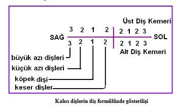 Ad: diş4.JPG
Gösterim: 4034
Boyut: 20.8 KB
