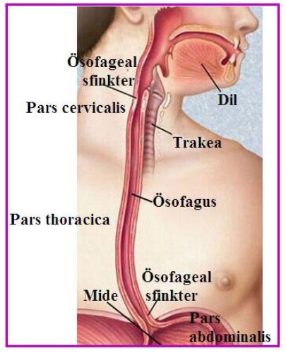 Ad: y.borusu.JPG
Gösterim: 24235
Boyut: 41.7 KB