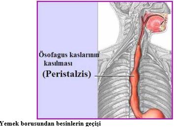 Al�nt�daki Ek 48348