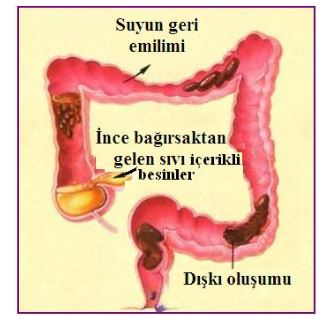 Ad:  k.barsak2.JPG
Gsterim: 2608
Boyut:  26.8 KB