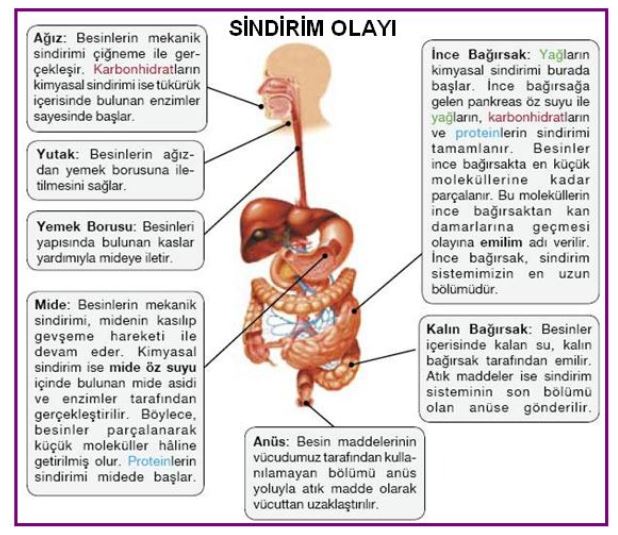 Ad:  k.barsak3.JPG
Gsterim: 3149
Boyut:  85.4 KB