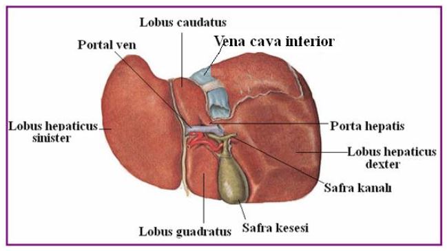 Ad:  karaier2.JPG
Gsterim: 12018
Boyut:  38.2 KB