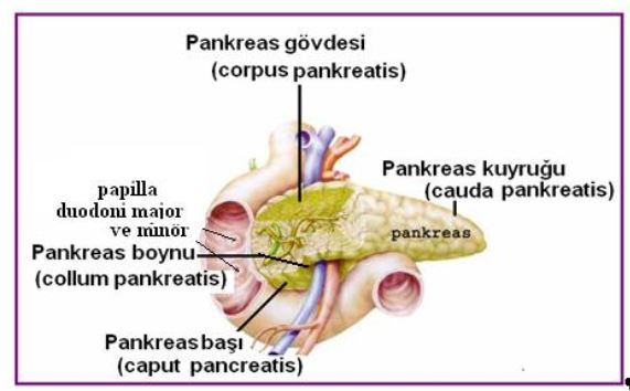 Ad:  pankreas.JPG
Gsterim: 8647
Boyut:  36.7 KB