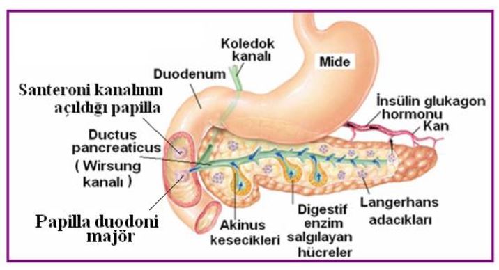 Ad:  pankreas1.JPG
Gsterim: 11391
Boyut:  50.9 KB