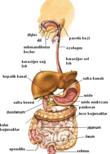 Ad:  sindirim organlar.JPG
Gsterim: 6655
Boyut:  50.4 KB