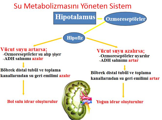 Ad:  su metabolizma.JPG
Gsterim: 3610
Boyut:  63.8 KB