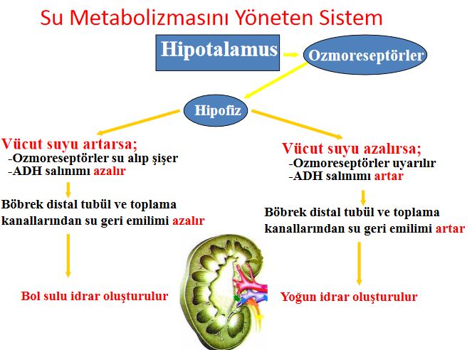 48381d1462057995 sindirim sistemi nedir sindirim sisteminin yapisi ve gorevleri su metabolizma