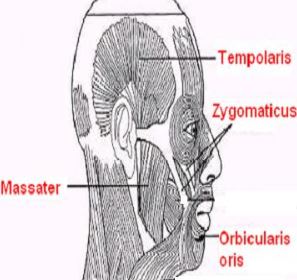 Ad:  ineme.JPG
Gsterim: 1462
Boyut:  24.1 KB