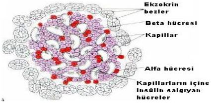 Ad:  pankreas1.JPG
Gsterim: 5935
Boyut:  31.0 KB
