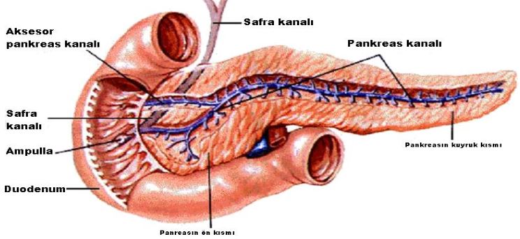 Ad:  pankreas.JPG
Gsterim: 11753
Boyut:  53.7 KB