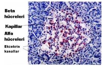 Ad:  pankreas2.JPG
Gsterim: 5930
Boyut:  33.7 KB