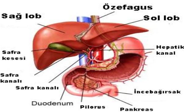 Ad:  karacier1.JPG
Gsterim: 8300
Boyut:  40.5 KB