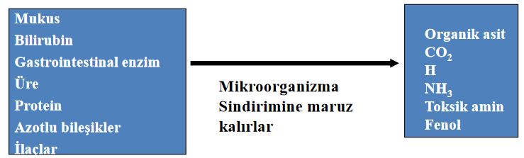 Ad:  barsak2.JPG
Gsterim: 370
Boyut:  30.3 KB