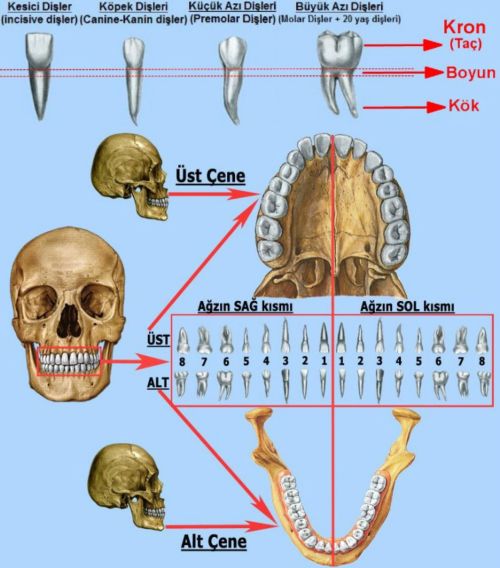 Ad: dişleri.jpg
Gösterim: 3856
Boyut: 48.0 KB
