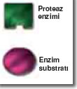 Ad:  enzim3.jpg
Gsterim: 10290
Boyut:  3.2 KB