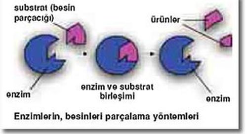 Ad: enzim4.jpg
Gösterim: 12716
Boyut: 20.7 KB