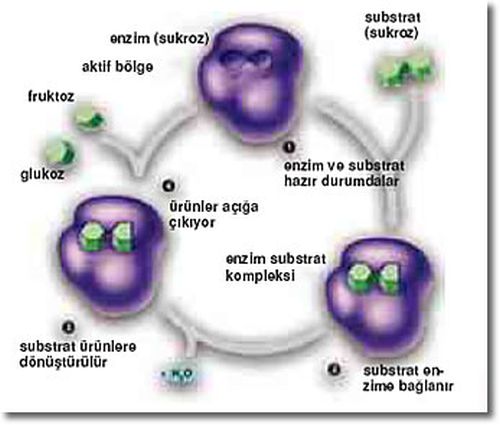 Ad: e5.jpg
Gösterim: 13800
Boyut: 29.0 KB