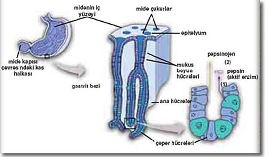 Ad:  e6.jpg
Gsterim: 11016
Boyut:  26.0 KB